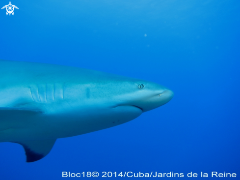 A Carcharhinus perezi | caribbean reef shark