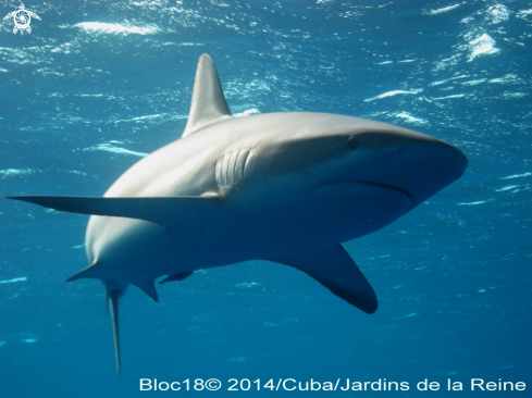 A caribbean reef shark