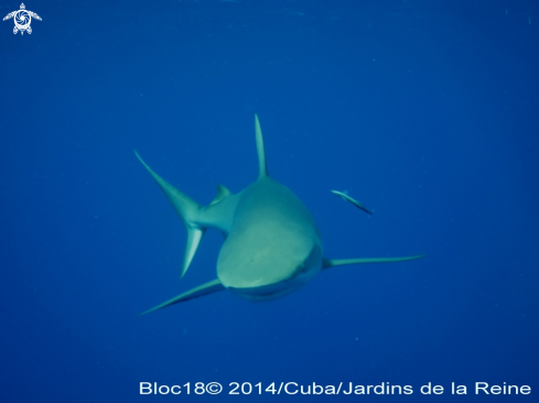 A Carcharhinus perezi | caribbean reef shark