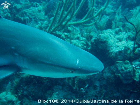 A caribbean reef shark