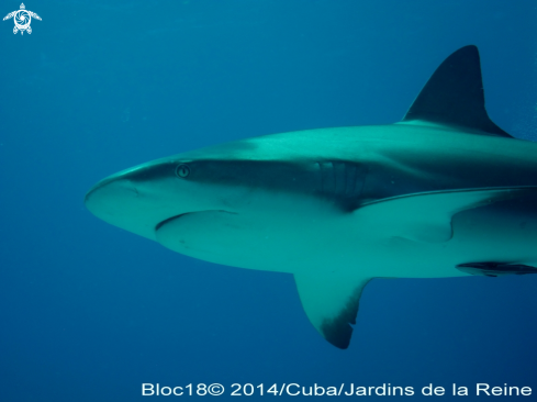 A caribbean reef shark