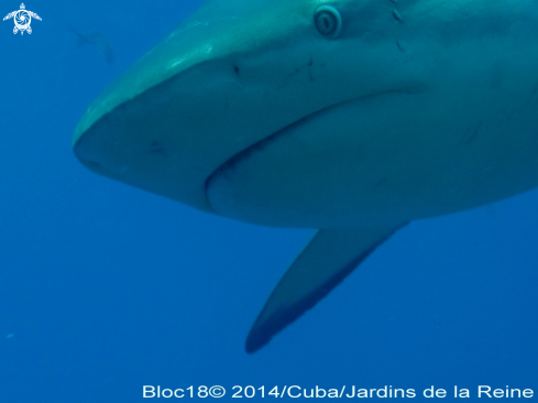 A caribbean reef shark