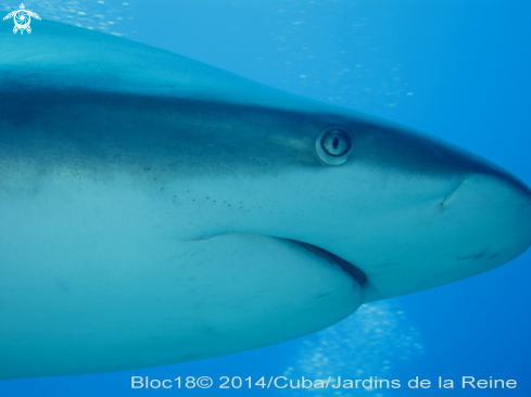 A Carcharhinus perezi | caribbean reef shark