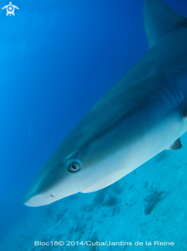 A caribbean reef shark