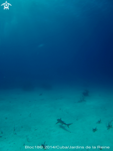 A caribbean reef shark