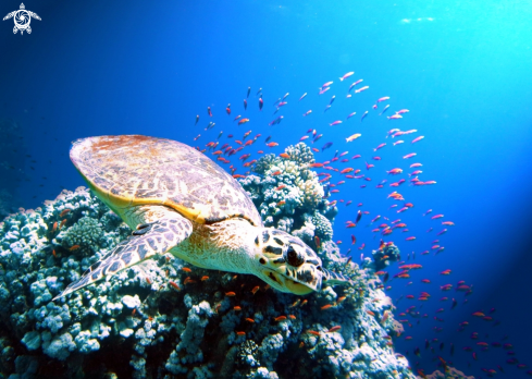 A Chelonioidea | Green turtle