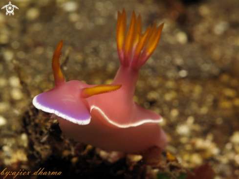 A hypselodoris bullocki