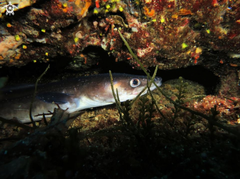 A Conger conger  | grongo e murena