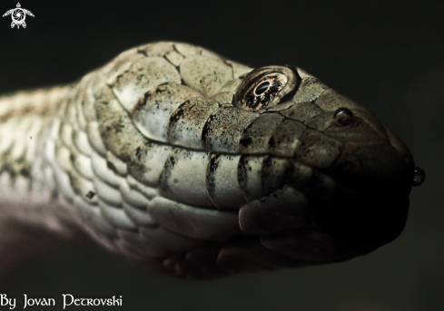 A Natrix tessellata | Vodena zmija Ribarica / Water snake - Dice snake.