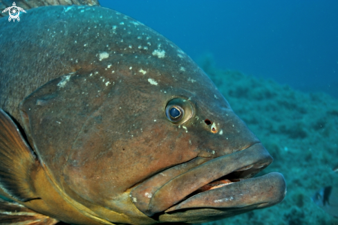 A Epinephelus marginatus | Cernia bruna