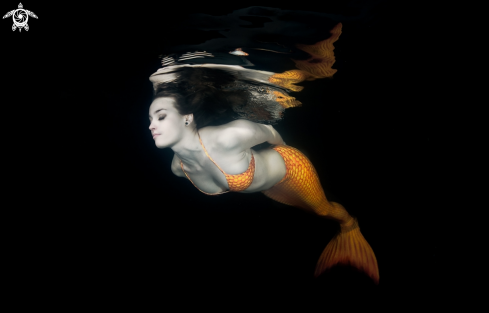 A Homo Sapiens | Mermaid Dreams