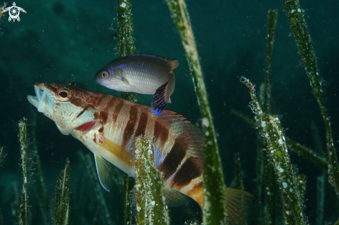 A Serranus scriba/Symphodus melanocercus | Sciarrano scrittura/Tordo codanera