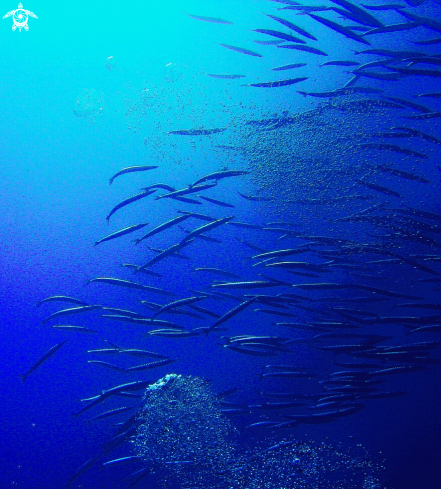 A Sphyraena barracuda | barracuda