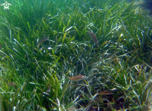 A prateria di posidonia