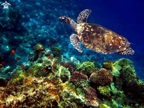 A Chelonioidea | Green turtle