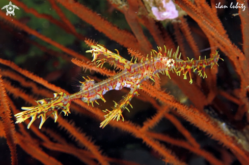 A Solenostomus paradoxus | ghost pipefish