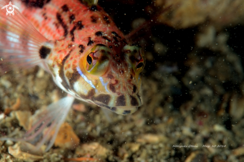 A Parapercis snyderi |  Sandhopper Blenny