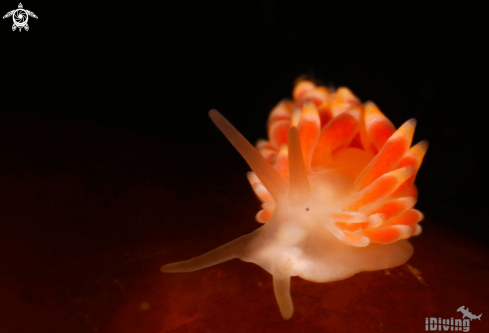 A npi | nudi raro