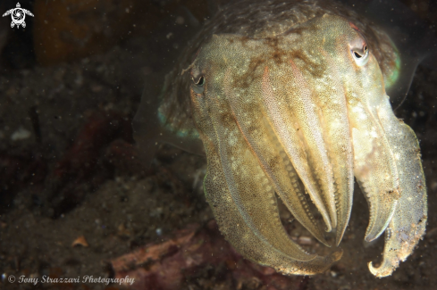 A Mourning cuttle