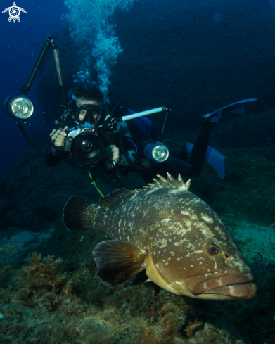 A Epinephelus marginatus | Cernia bruna