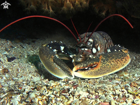 A Homarus gammarus | Astice