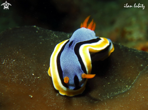 A Nudibranch