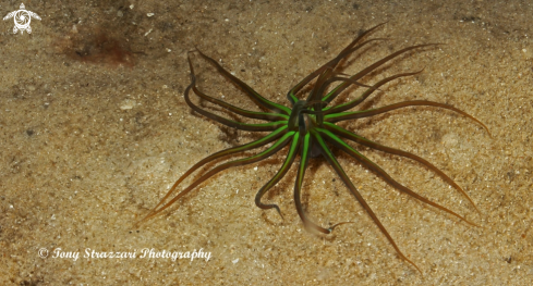 A Bright green tube anemone