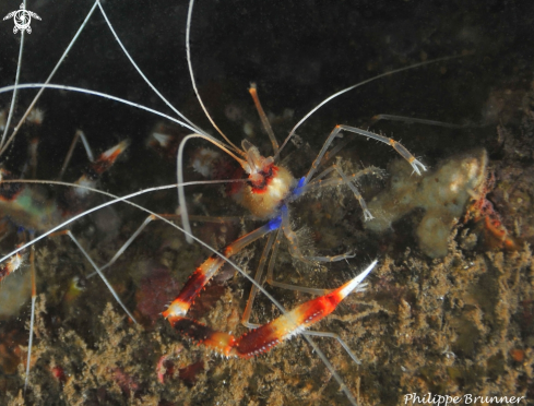 A Stenopus hispidus | Crevettes