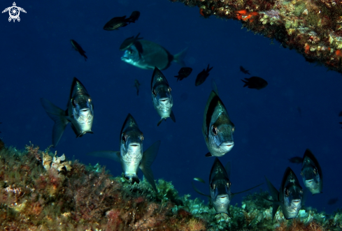 A Diplodus vulgaris | Sarago fasciato