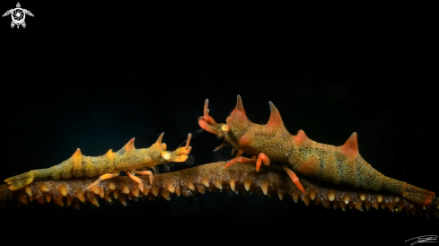 A Dragon Shrimp