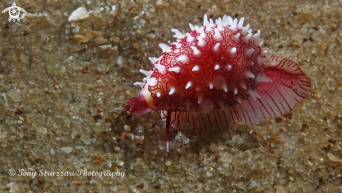 A Banded Egg Cowry