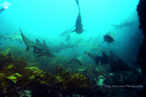 A Grey Nurse Shark (Sand Tiger, Ragged Tooth)