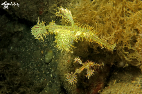 A ghost pipefish