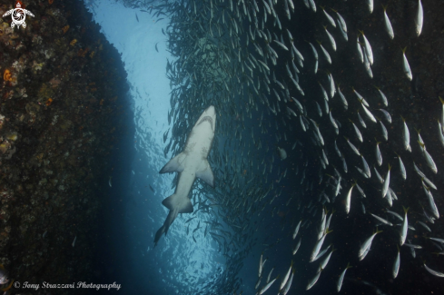 A Grey Nurse Shark (Sand Tiger, Ragged Tooth)