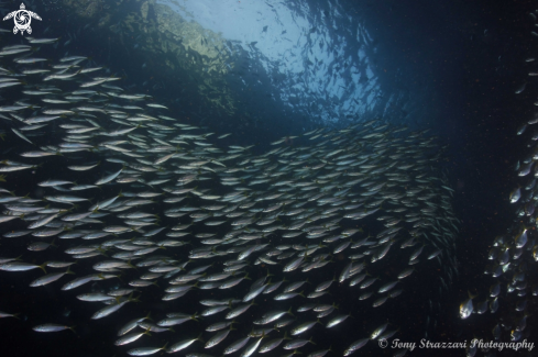 A Yellowtail scad