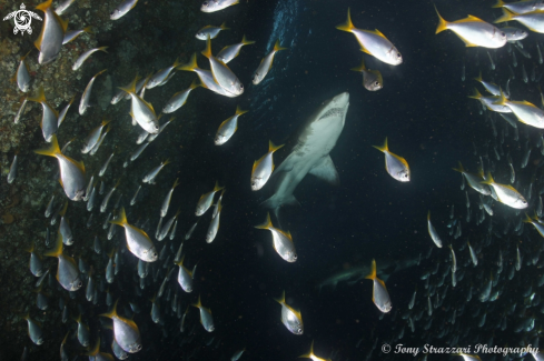 A Grey Nurse Shark (Sand Tiger, Ragged Tooth)