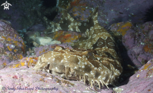 A Banded wobbegong