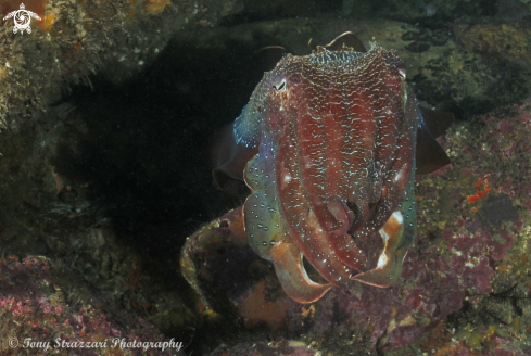 A Giant cuttle