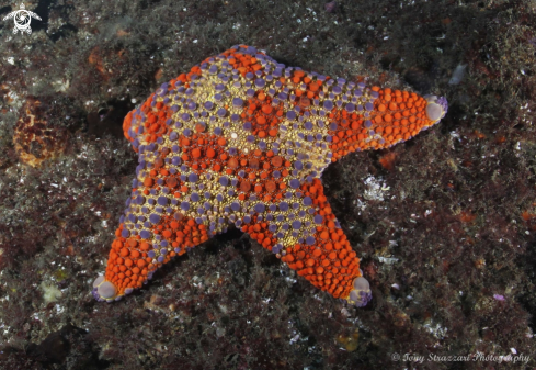 A Firebrick Seastar