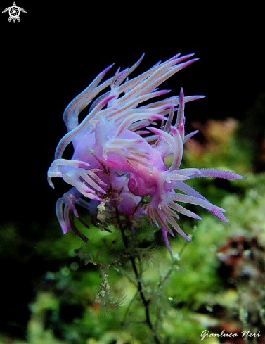 A Flabellina affinis  | Flabellina