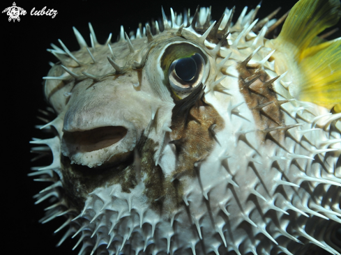 A reef fish