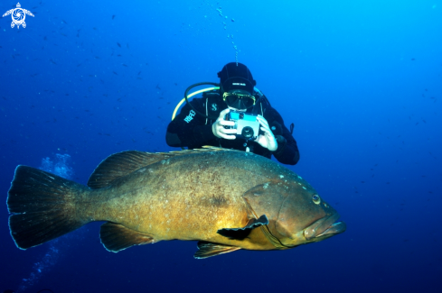 A underwater creature