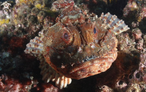 A Red scorpionfish