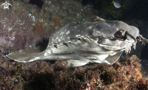 A Spotted wobbegong