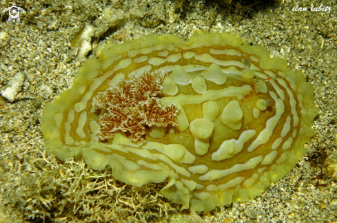 A Asteronotus cespitosus | Nudibranch