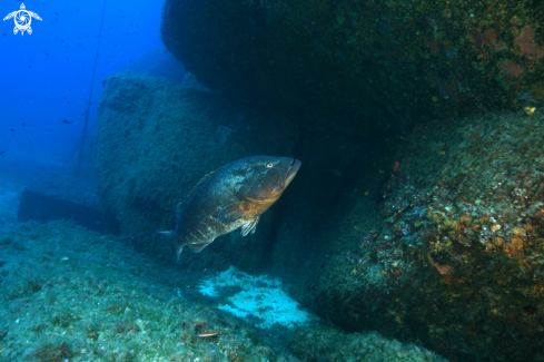 A Epinephelus marginatus | Cernia bruna