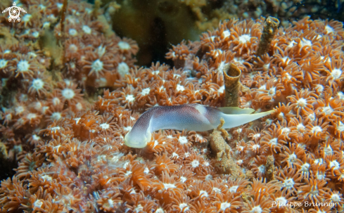 A Chelidonura amoena | Chelidonura amoena