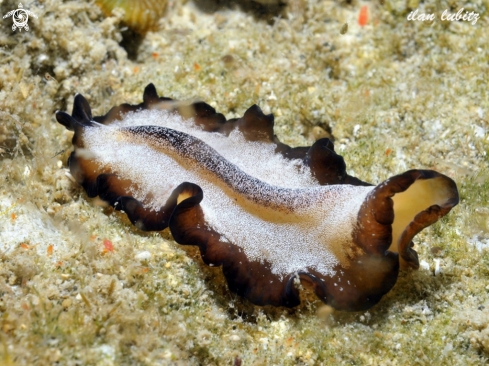 A flatworm