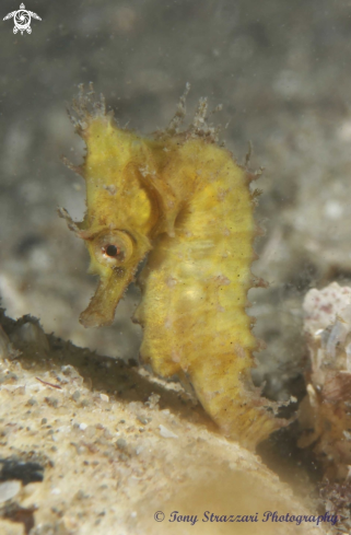 A White's seahorse