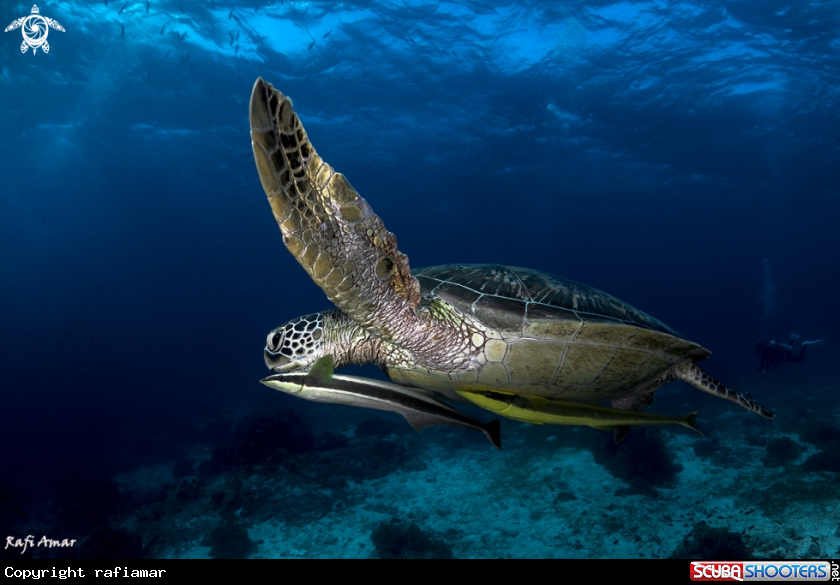 A Sea Turtle